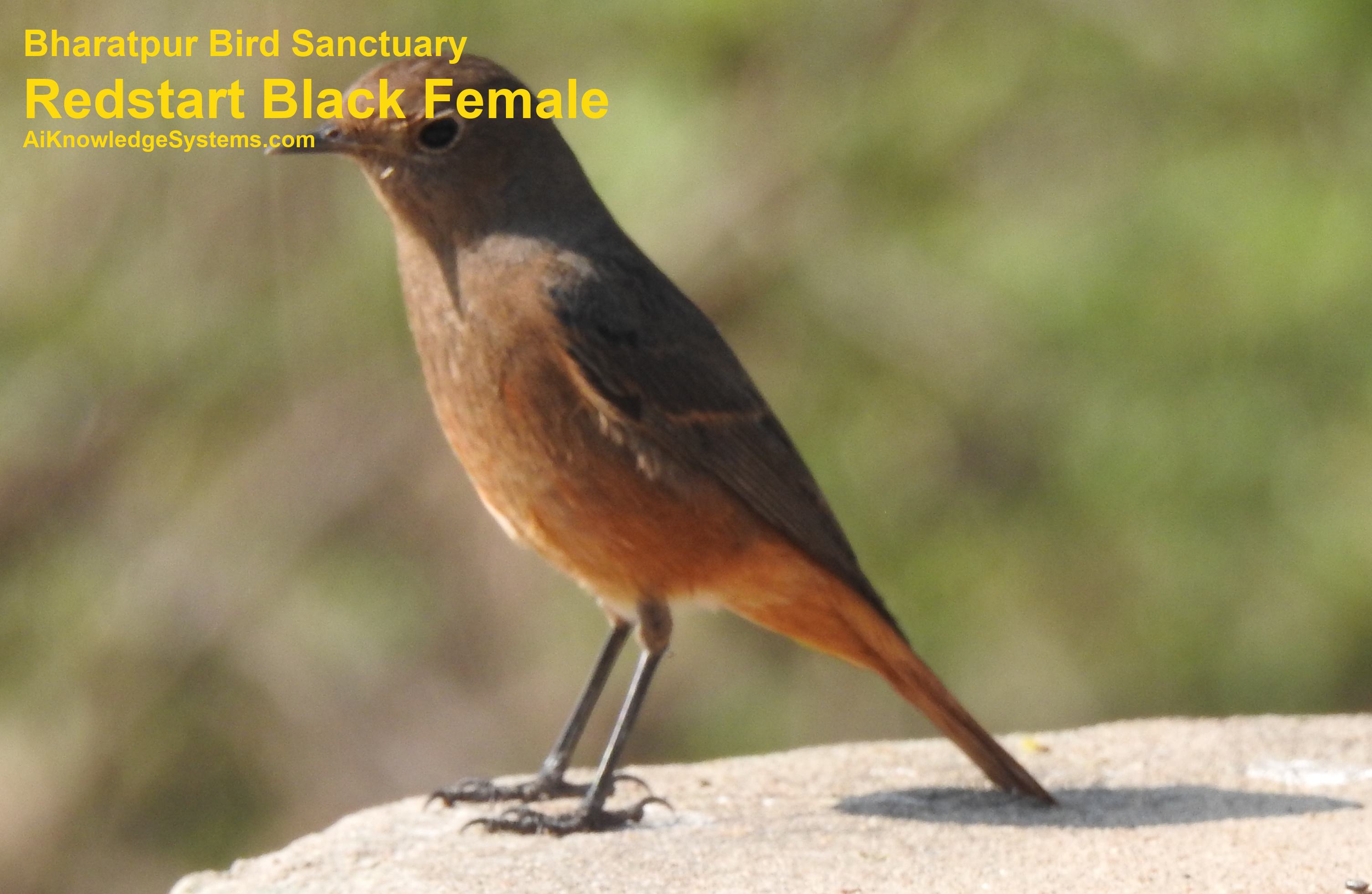 Redstart (49) Coming Soon